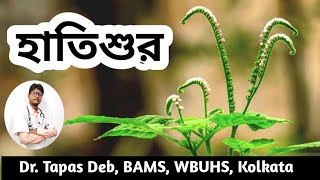 হাতিশুর গাছের বিভিন্ন ঔষধি গুণাগুণ  স্ত্রীহস্তিনী  Indian Heliotrope  Dr Tapas Deb [upl. by Fowkes]