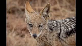 Jackal Sound  Jackal Howl  Real Wild Animal Sounds [upl. by Fritts]