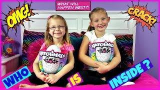 HATCHIMALS WHO WILL I HATCH  Magic Box Toys Collector [upl. by Chaudoin]