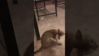 meow meow biralo cat catlover catlife cuteanimals cuteanimals viralvideo meow dog shorts [upl. by Iclehc]