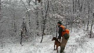 Psi za lov divlje svinje wild boar hunting dogs cani da cinghiale caccia 2 [upl. by Jp]