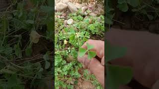 Medicinal Plant  Wood Sorrel  How to identify Wood Sorrel [upl. by Medin]