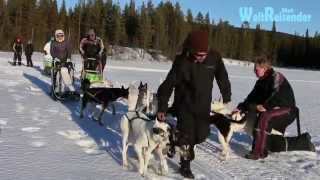 Hundeschlittenfahrt in Lappland [upl. by Monty518]