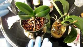 Phalaenopsis Orchid WORMS  FLOPPY LEAVES  ROOT ROT  REPOT  2of2 [upl. by Gnivri465]