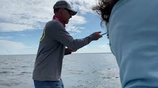 Early season Tripletail fishingMobile BayFairhope Fishing CompanyJake Markris [upl. by Marco]