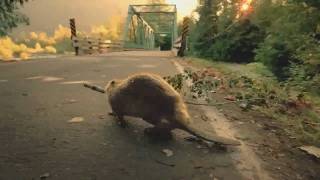 Bridgestone  BeaverSuper Bowl Commercial [upl. by Fasta]