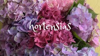 Hortensias Como revivirlas cuando están deshidratadas [upl. by Neddie]