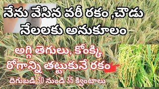 నేను వేసిన వరీ రకం చౌడు నేలలకు అనుకూలంఅగ్గి తెగులుకోంక్కి రోగాన్ని తట్టుకునే రకం motivation [upl. by Zeidman336]