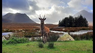 Hunting the Scottish Highland Red [upl. by Edgell]