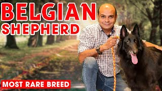 Belgian Shepherd  Rare Puppy Dog Breed in India Color Attack Barking Training Baadal Bhandaari [upl. by Eelitan]