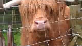 Hamish the Highland Cow [upl. by Tertias]