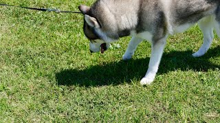 Introducing an Alaskan Malamute to a New Cat A Guide to a Harmonious Coexistence [upl. by Jeane]