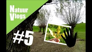 Natuurvlog 5  De Es en de Schietwilg [upl. by Alyakcim]