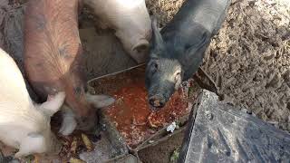 Feeding pigs slop [upl. by Alfredo362]