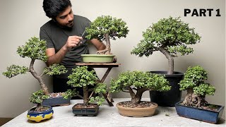 My Dwarf Jade Bonsai Collection  Maintenance Pruning  Part 1 [upl. by Salahcin864]