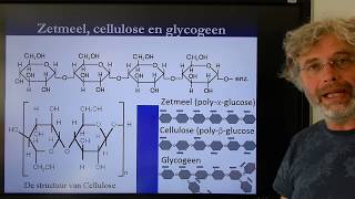 Biologie Havo BB Voortgezette assimilatie [upl. by Gwenny934]