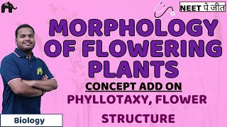 Morphology of Flowering Plants Class 11 Biology NEET  Roots Stem Leaves Types Flower parts [upl. by Nehtiek]