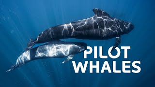 Pilot Whales The Unlikely Apex Predators Hunting In The Dark Ocean Depths  Wildlife Documentary [upl. by Rosemarie738]