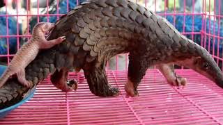 wild animals  wildanimalsplanet pangolin animal  baby pangolin scales pangolin walking [upl. by Barabbas896]