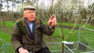 How to Prune Young Fruit Trees [upl. by Irod]