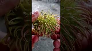 Tropical fruit called rambutan philippines [upl. by Eimaral481]