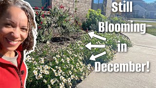 Best plants to grow in Texas zone 8b December garden [upl. by Azelea264]