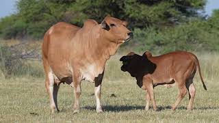 LOT 24  HA2014  Gatimu with heifer calf HA2391 [upl. by Hanafee]