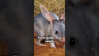 Bilby  The Adorable Aussie Outback Star animals wildlife marsupials Bilby australia [upl. by Wampler718]