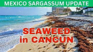 CANCUN Sargassum Seaweed Arrival  Hotel Zone Report  April 222024 mexico cancun seaweed [upl. by Ninehc]