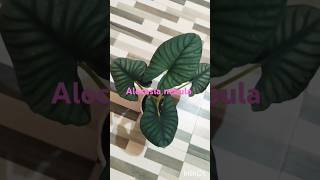 Alocasia for sale8281723614online [upl. by Marl978]