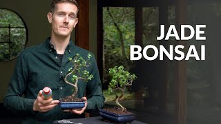 Jade Bonsai tree care [upl. by Bensen]