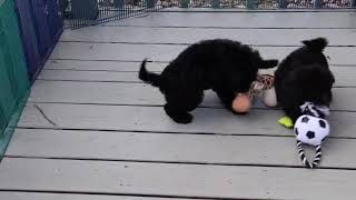 Sheepadoodle Puppies Playing SD 480p [upl. by Ervine]