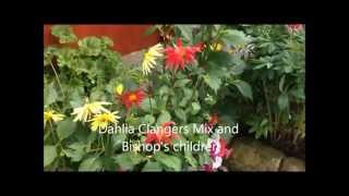 Dahlia Bishops Children and clangers mix From seed Help and care [upl. by Eiluj671]