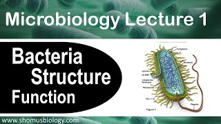 Microbiology lecture 1  Bacteria structure and function [upl. by Aicilet]