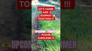 Dont Kill Your Onion Seedlings Transplanting Tips shorts viral onion [upl. by Alboran780]