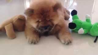 Worlds Cutest Chow Chow Puppy [upl. by Ayotol189]