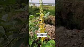 TANAMAN OROK OROK ‼️ Crotalaria pallida Crotalariapallida orokorok [upl. by Verney]