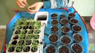 Finally Transplanting Papaya Seedlings [upl. by Marigolda]