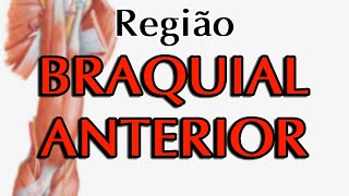 REGIÃO BRAQUIAL ANTERIOR  Anatomia Teórica [upl. by Merete283]