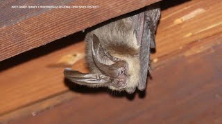 Wildlife expert explains why Bay Area has a booming bat population [upl. by Kathrine]