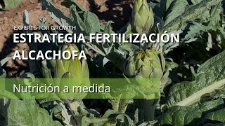 Estrategia Fertilización de Alcachofa  Fertilizantes solubles  Abono para alcachofa  COMPO EXPERT [upl. by Zacks]