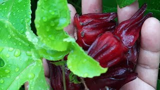 Health Benefits of Sorrel Boost Immunity and Help Prevent Disease Helps Clear Nasal Congestion [upl. by Spiers147]