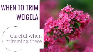 When to Trim Weigela  wwwgardencrossingscom [upl. by Lozar]