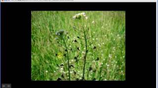 Capsella bursapastoris  Shepherds Purse Part 1 of 2 [upl. by Iinden]