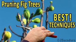 PRUNING FIG TREES  Best Pruning Techniques for BIGGER FRUITS and BETTER CROPS [upl. by Edroi]