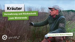 Kräuter zum Winterende Rückschnitt und Vermehrung am Beispiel Pfefferminze [upl. by Aurel]