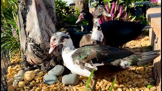 Three Muscovy Ducks in the Park [upl. by Eelreveb]