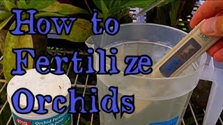 How to Fertilize Orchids  Fertilizing Cymbidium Orchids quot How to feed my Orchidquot [upl. by Zollie]