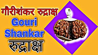 गौरी शंकर रुद्राक्ष  Gouri Shankar Rudraksh  Rudraksha shorts youtube shivgemss [upl. by Ailen]