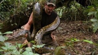 Anaconda engolindo o apresentador de TV Vivo [upl. by Dduj397]